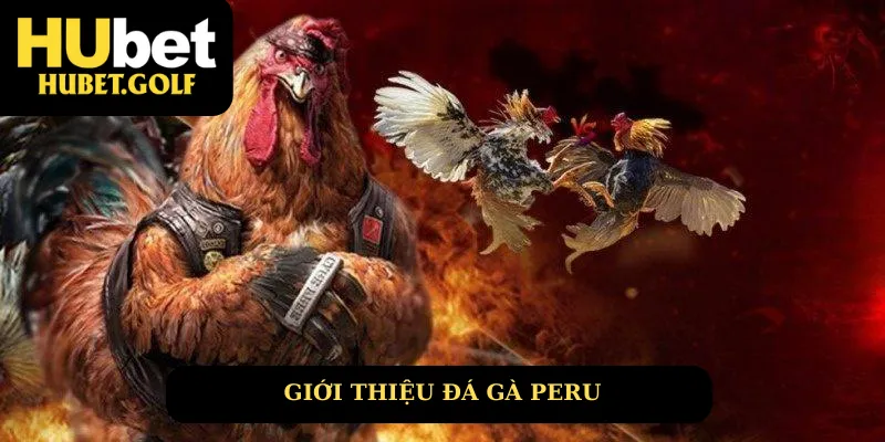 Giới thiệu loại hình đá gà peru